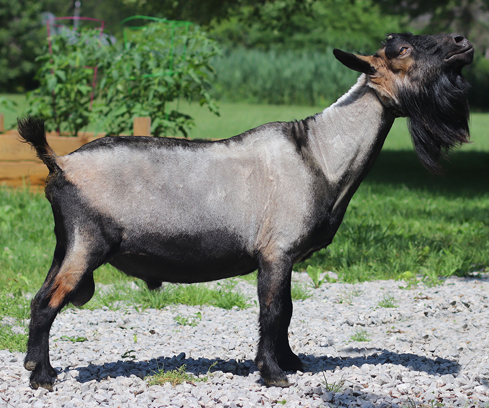 CUATLILREDBARN Dust Ball 